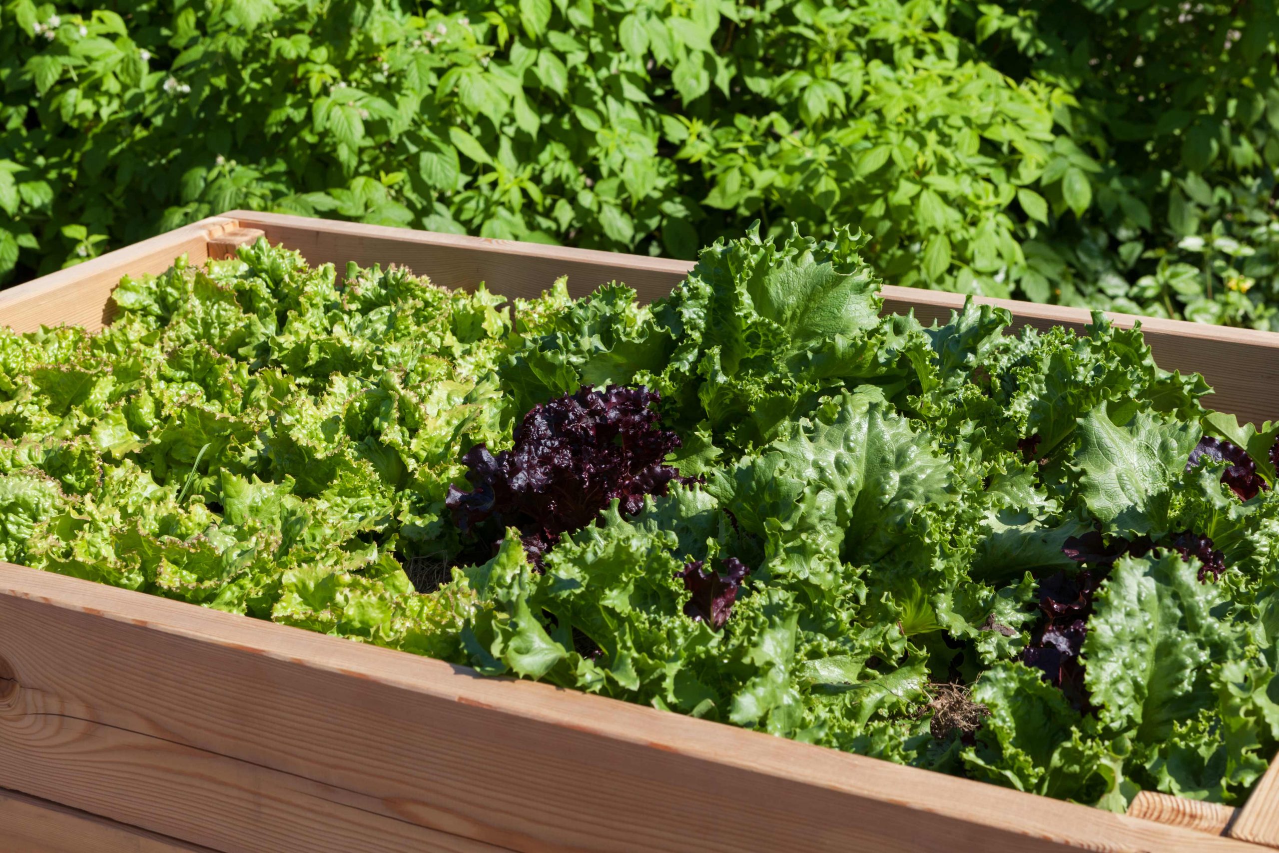 Green vegetable bed